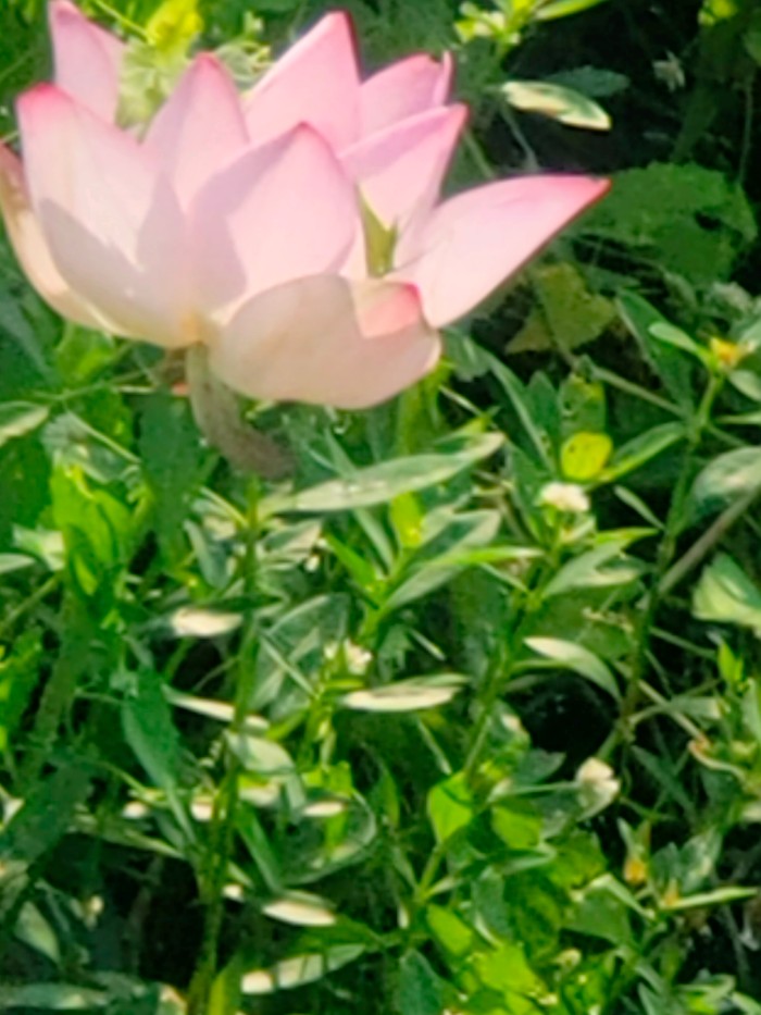 张果老路亚台钓农庄