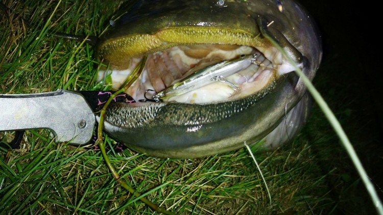 翘楚中国风~"决"战巨鲶 - 好钓鱼