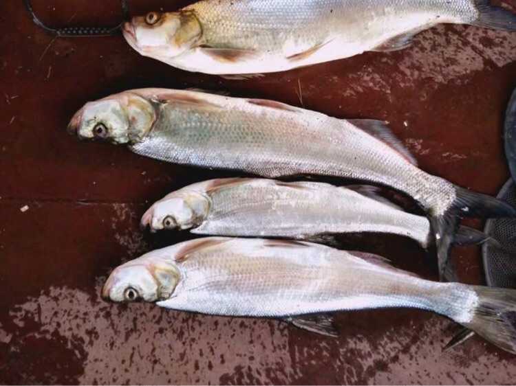 2016827长寿湖路亚翘壳