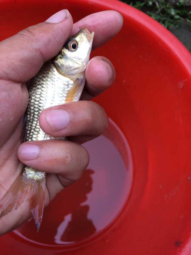 就问问谁钓的鲤鱼能比这个还小