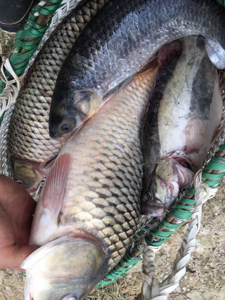 今天心情和鱼获一样钢钢的