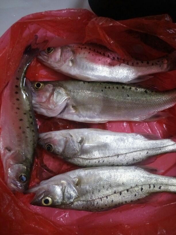 野钓大花鲢,瓯江边 - 好钓鱼