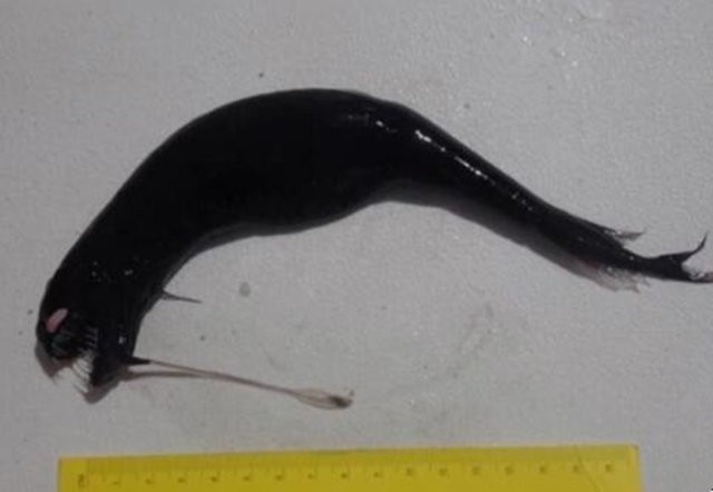 日本海岸突现大量黑色恐怖怪鱼尖牙利齿眼发光