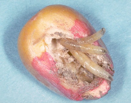 软虫的颜色选择及路亚操控技巧