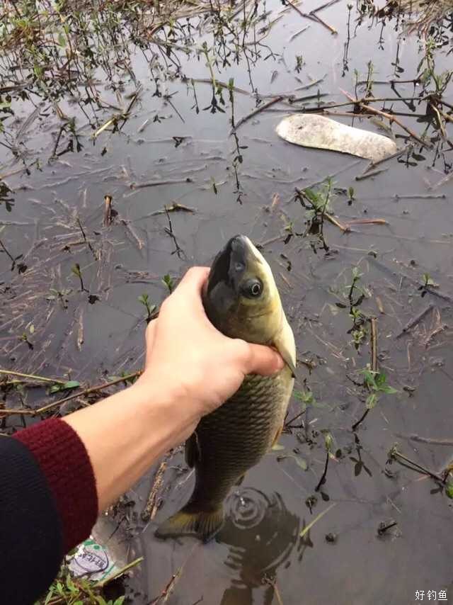 怎么让以前吃过钩的草鱼在上钩