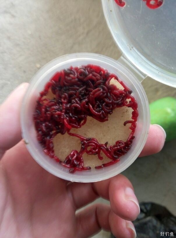 红虫发黑 是不是快死了 - 好钓鱼