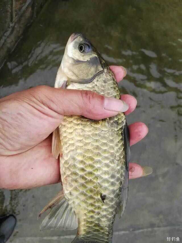 漂亮的野生鲫鱼!真正黄金鲫啊,太喜欢了!
