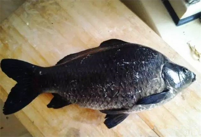 28斤的乌龙鲫第一次见140元买回家做鱼拓