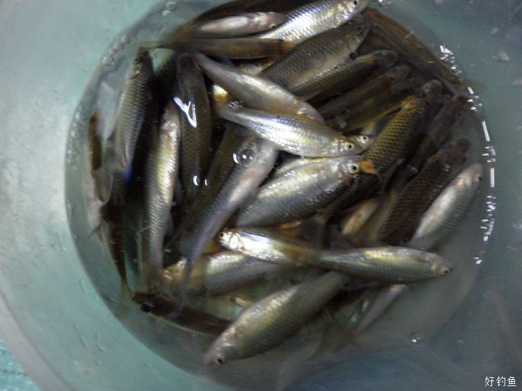 小鱼闹窝,快来看看我是怎么调戏小鱼的