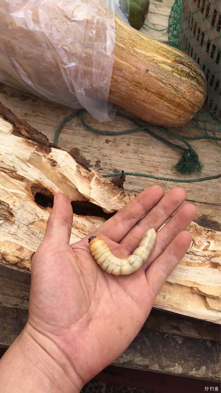 第一次见到这么大的蛀虫