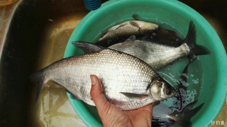 升温降压南风天! - 好钓鱼