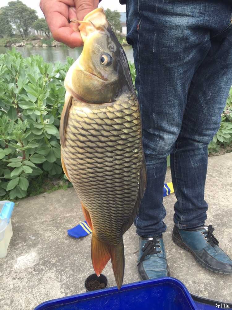 第一次钓上鲤鱼