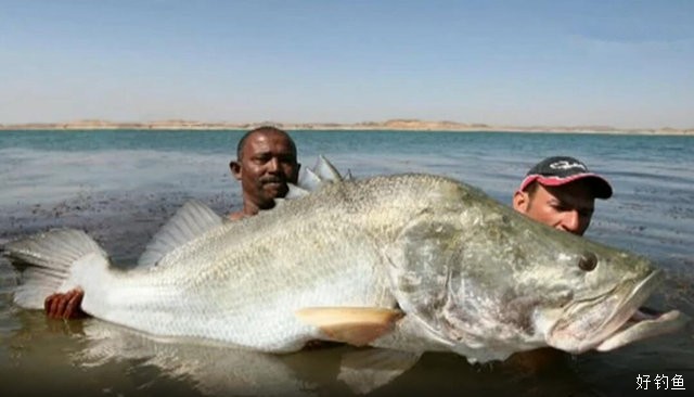 世界上最大的鲈鱼图片