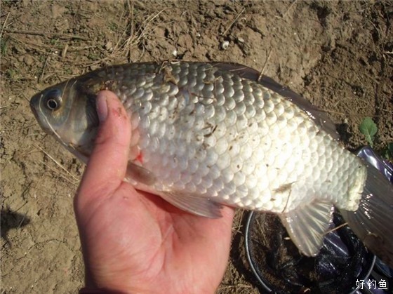 水肥鱼丰上岸后大摆庆功宴