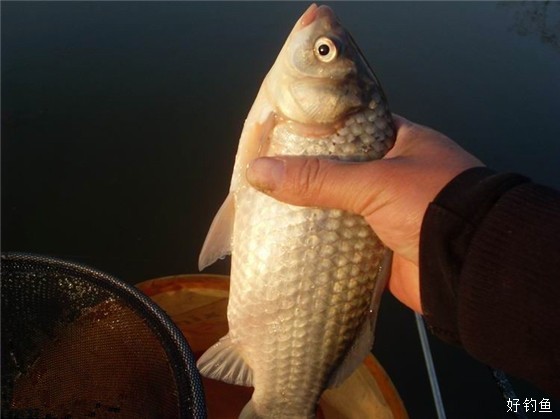 水肥鱼丰上岸后大摆庆功宴