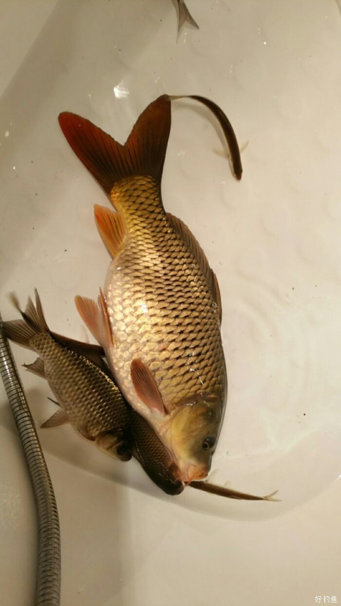 今天河沟里又整了个鲤拐子! - 好钓鱼