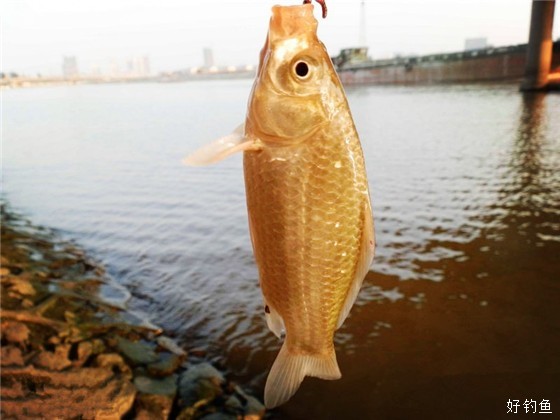 滁河战鲤芙蓉出水
