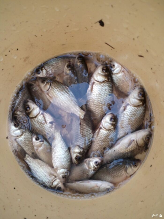 又是一桶鱼快乐好心情