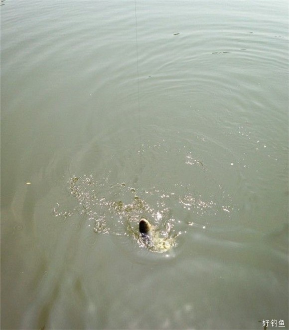 神秘长江干支乐钓无尾鱼