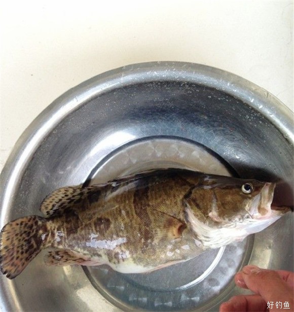 神秘长江干支乐钓无尾鱼