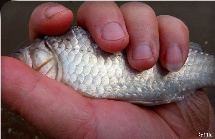 用高级货去诱惑鲫壳