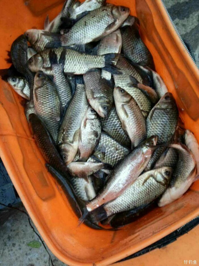 黑坑爆护 - 好钓鱼