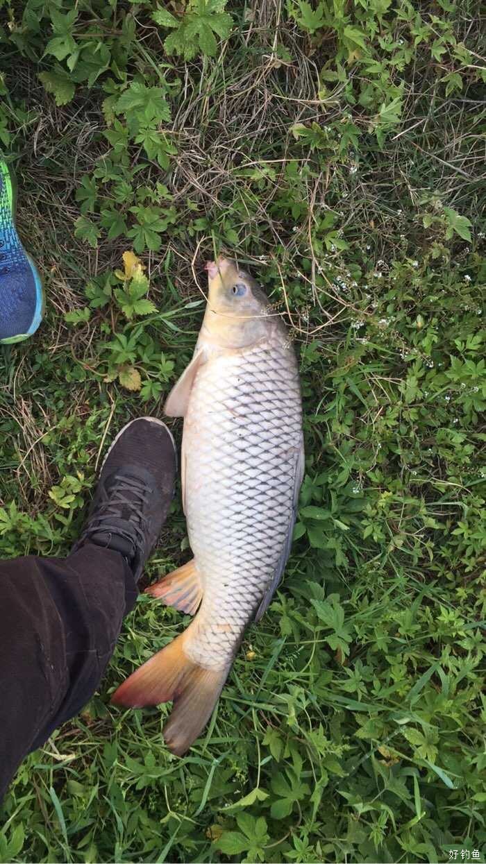 今天可以,曹娥江闸口钓的鲤鱼 - 好钓鱼