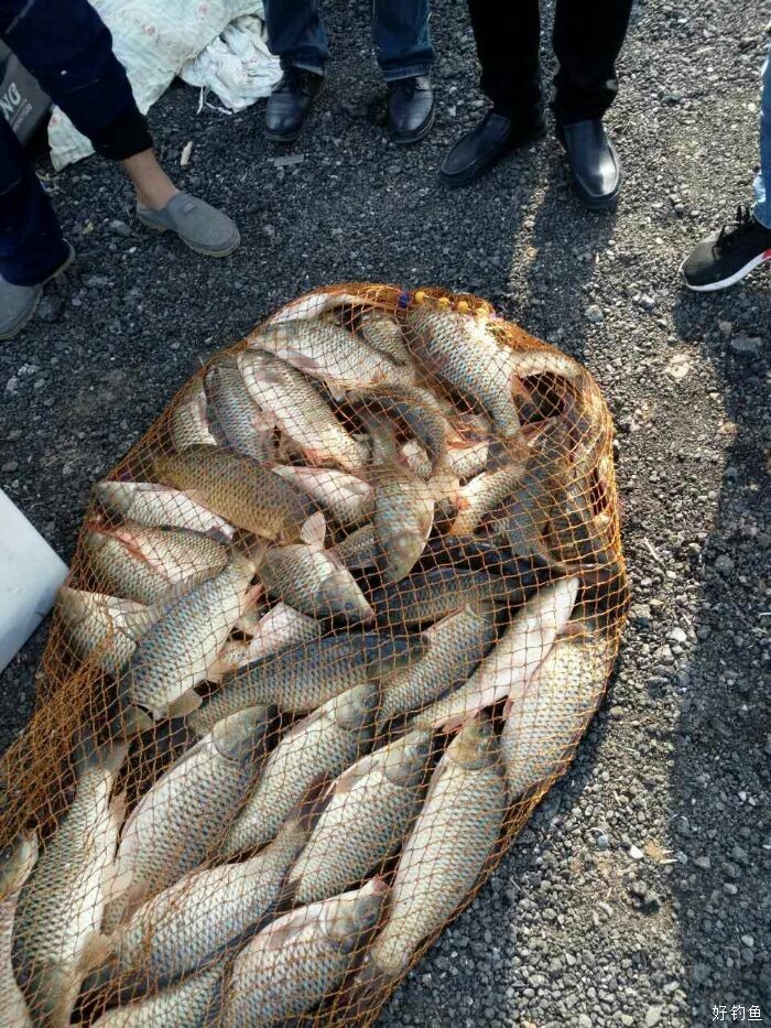 一等奖黑坑鲤鱼大爆护