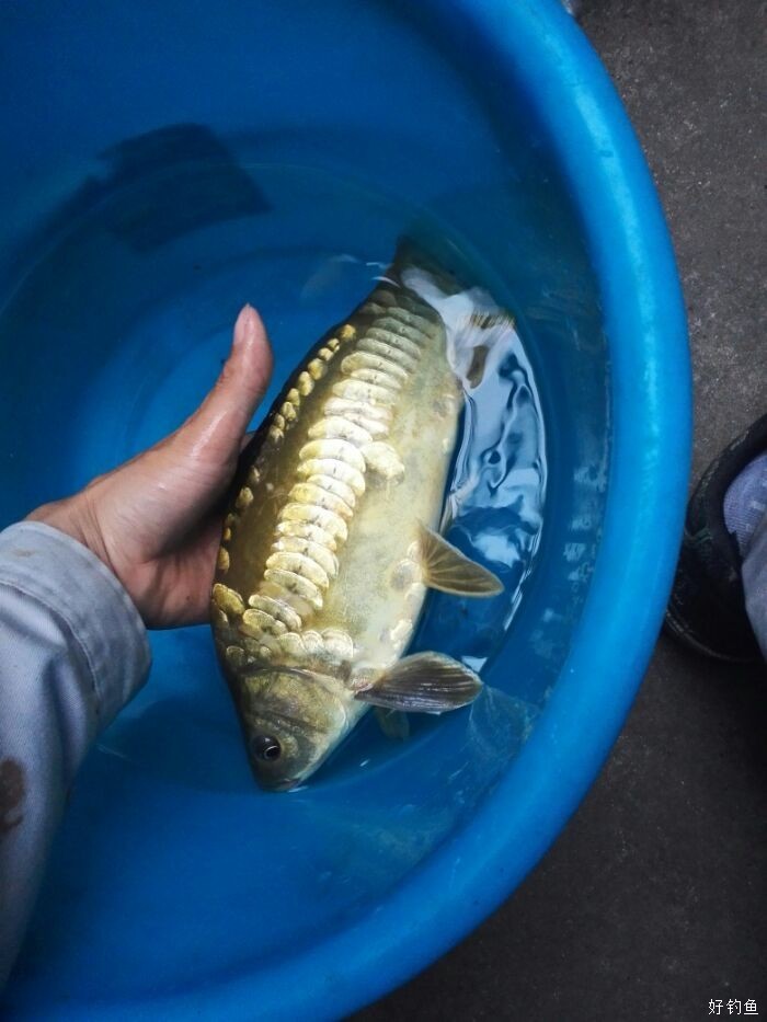 这鲤鱼是有故事的