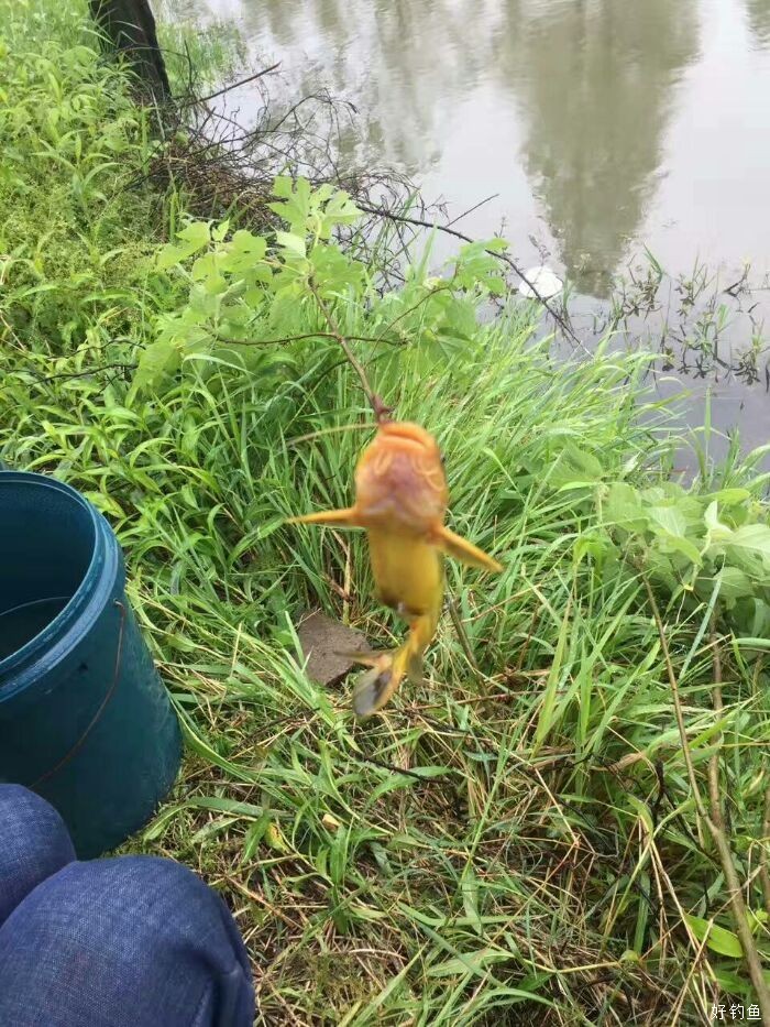 嘎牙子清一色黄辣丁