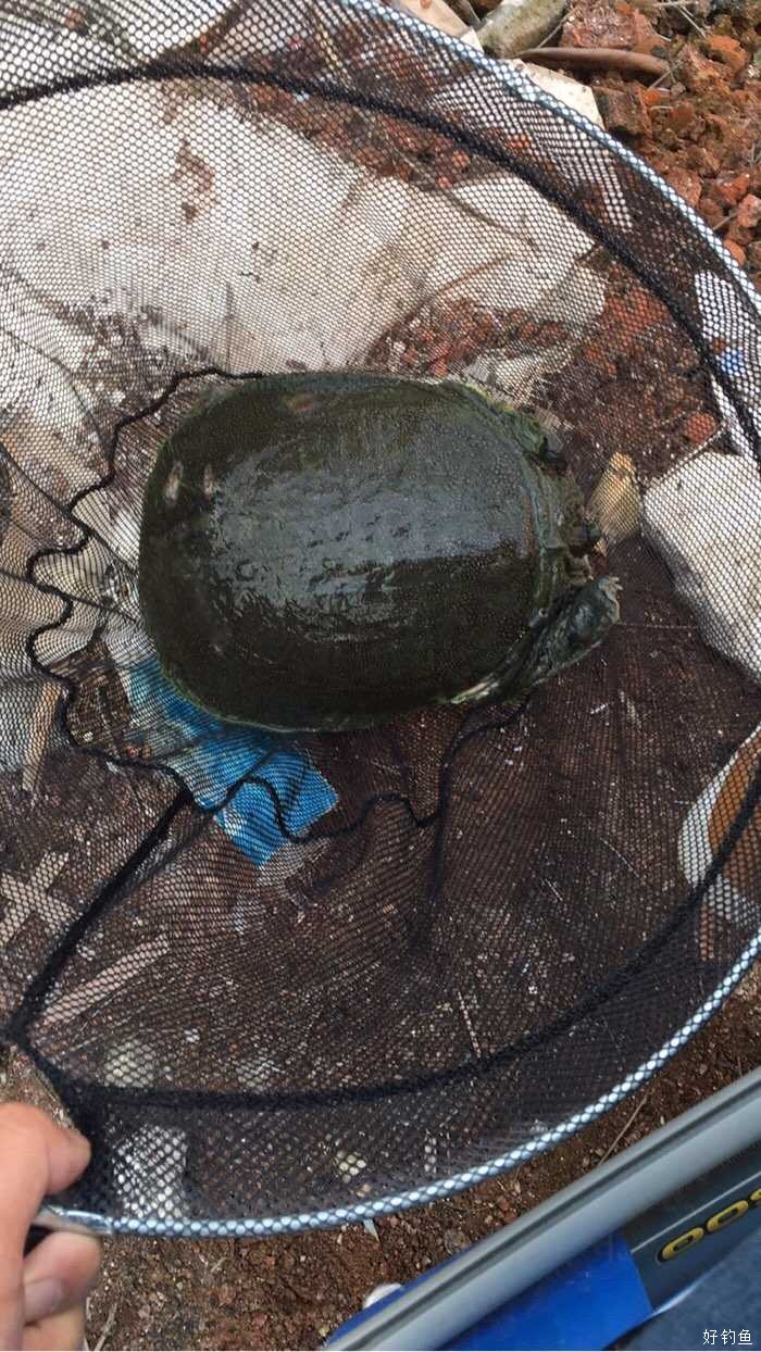 钓到野生甲鱼哈哈纯野生甲鱼