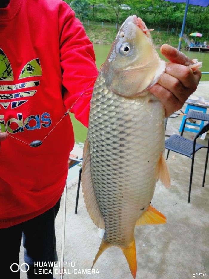 第一次用爆炸钩湖泊钓鲤鱼