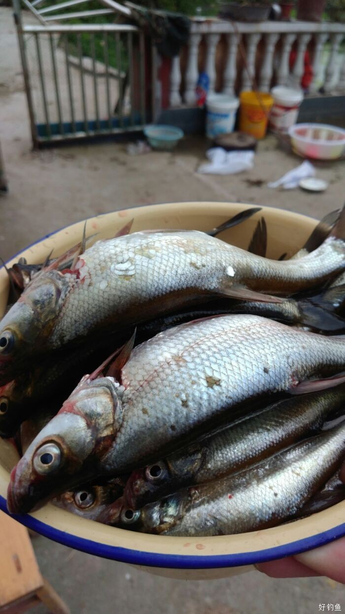 翘嘴丰收玉龙湖路亚鱼获