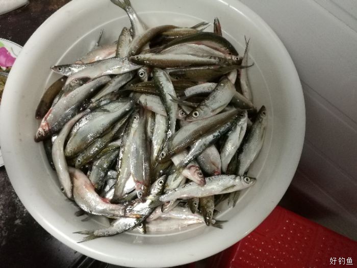 黄尾鲴青背条木良水库