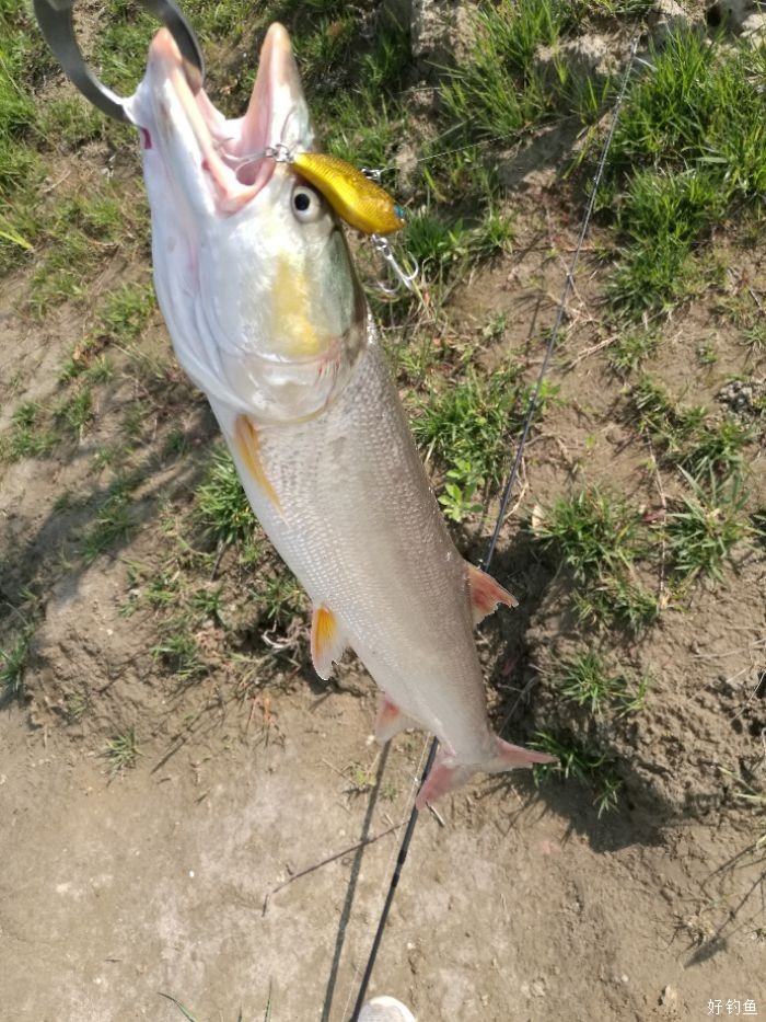 路亚湖泊39杆路亚青鲫