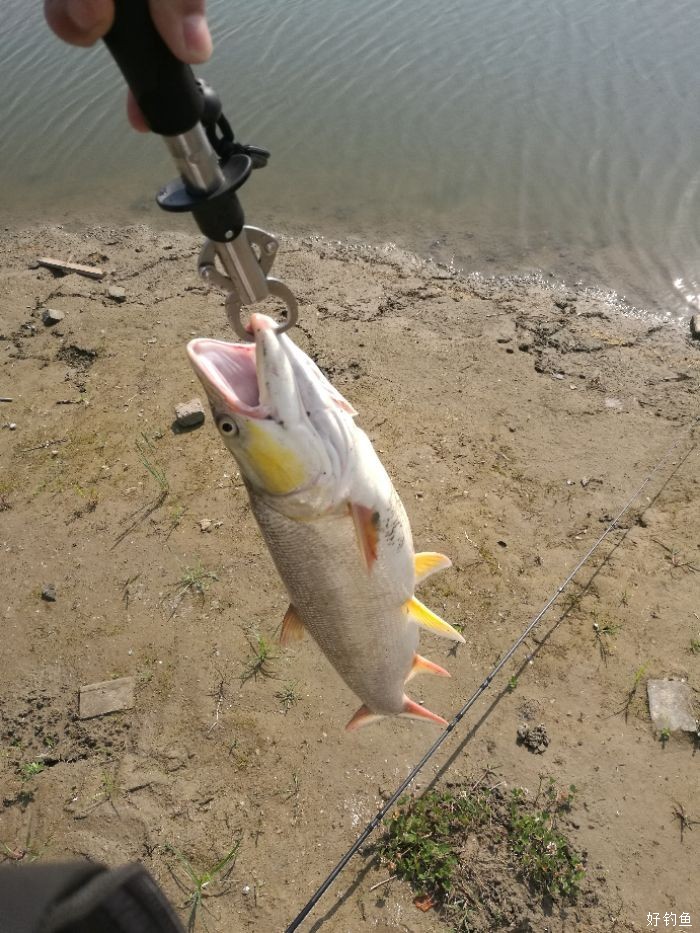 路亚湖泊39杆路亚青鲫