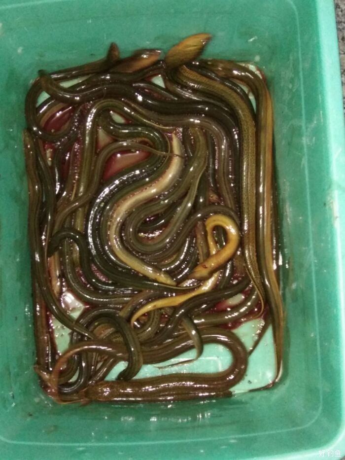 今日夜钓黄鳝收获不小