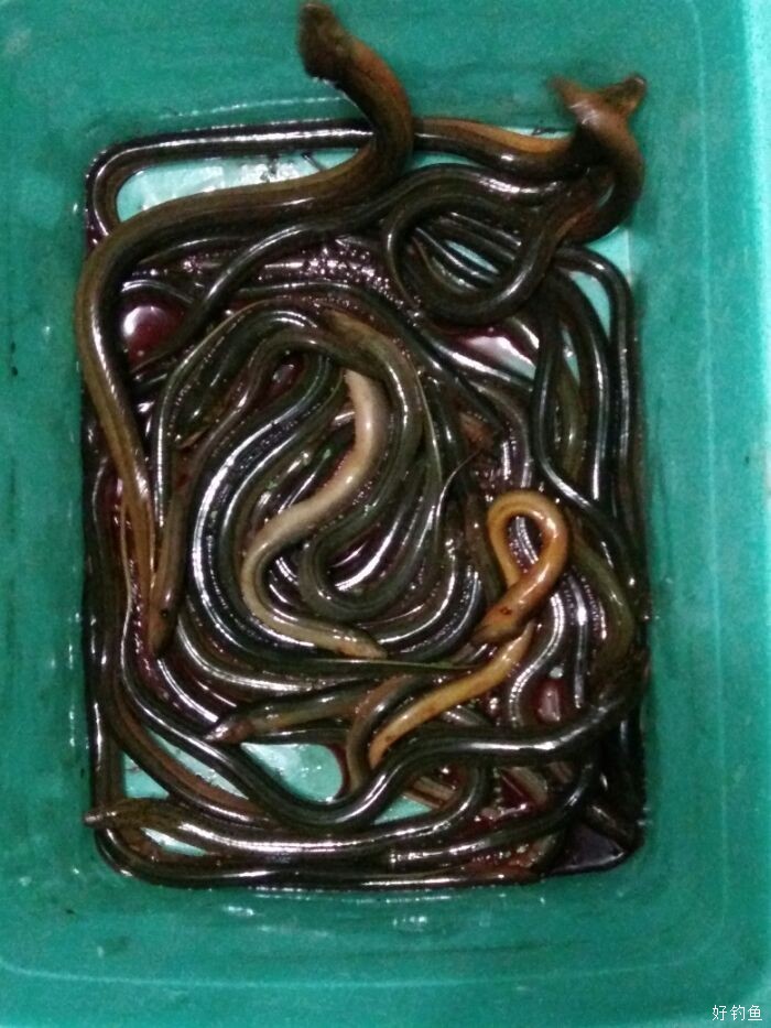 夜钓黄鳝收获不小