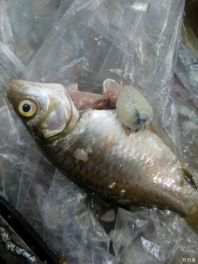 钓获鲫鱼肚子里面有虫子真惊悚