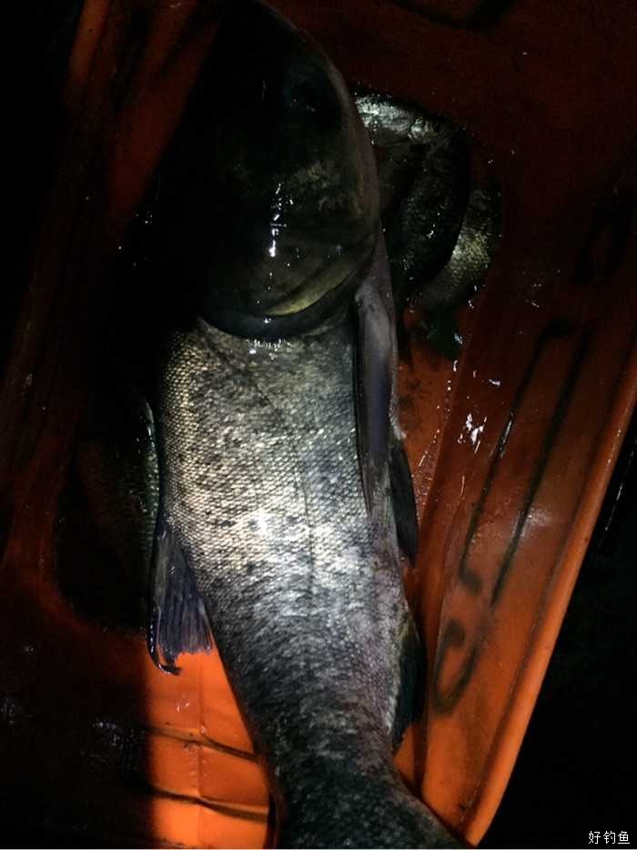 夜间遭遇严重车祸,挂上一条8斤左右的大鲢鳙 - 好钓鱼