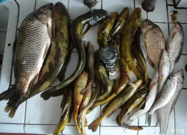 三花五罗十八子当属黑龙江的牛尾巴最难钓又好吃