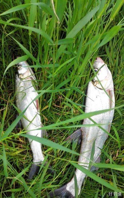 鄱阳湖滨栖霞鱼梦