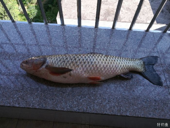 节前获大草草鱼一尾15斤85公分长