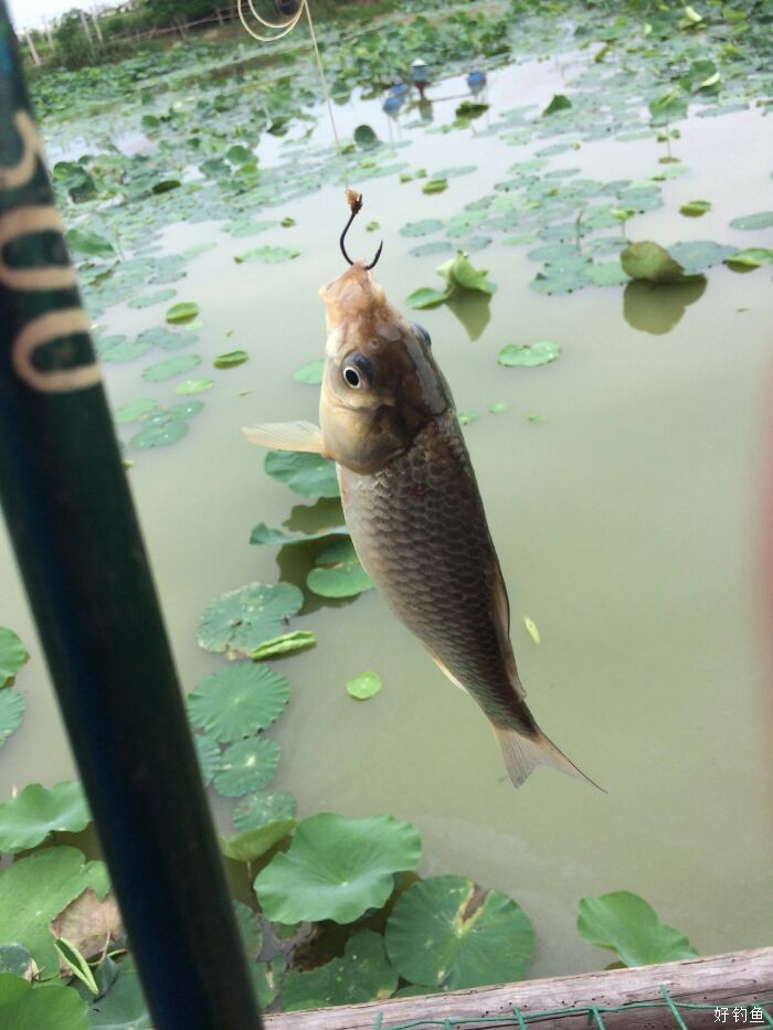 荷塘鲫鱼鲜嫩无土腥