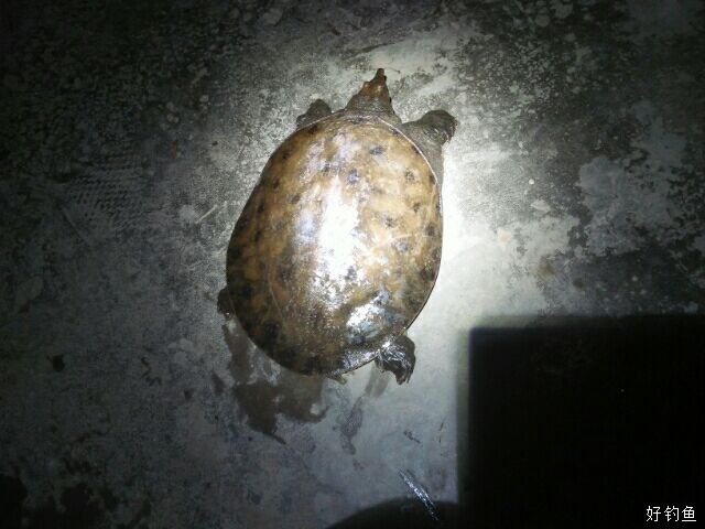 夜钓黄辨丁涟鱼11点收竿一个甲鱼