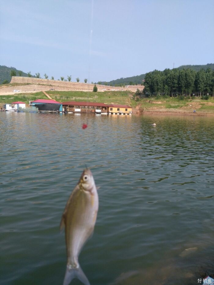 [夏钓征文]小浪底水库漂鲳(鳊鱼)记! - 好钓鱼