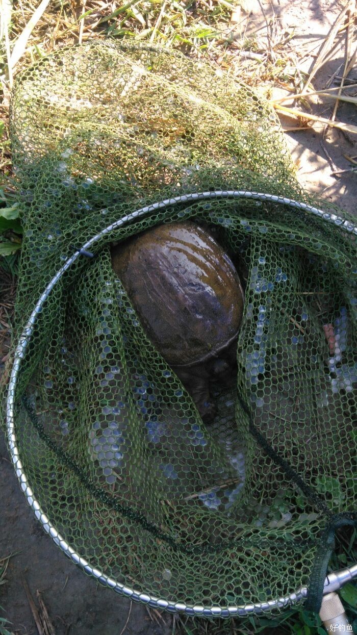 釣齡十多年第一次上甲魚