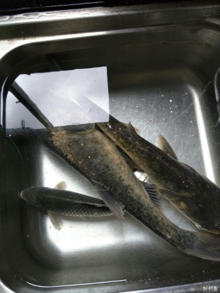 天气不好鱼不好钓