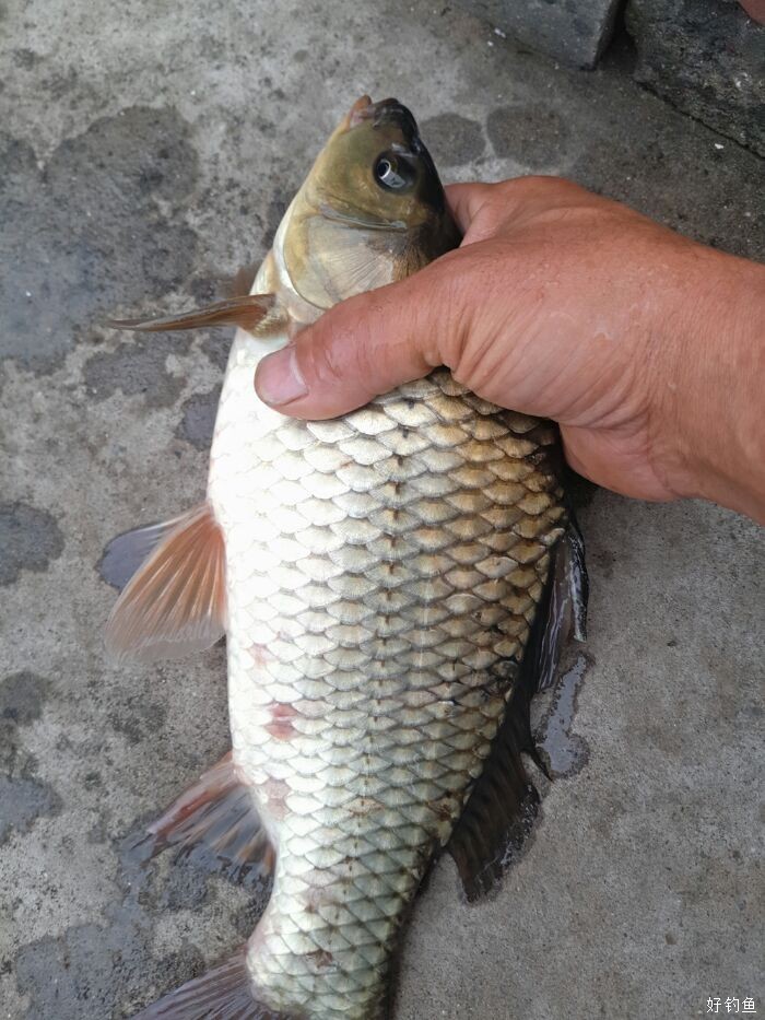黄河夜钓大板鲫