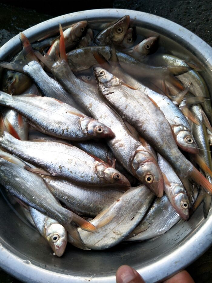 一只虾子一条红尾 - 好钓鱼